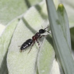 Tiphiidae (family) at Higgins, ACT - 18 Oct 2020 01:42 PM