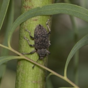 Rhinaria sp. (genus) at Hawker, ACT - 21 Nov 2020