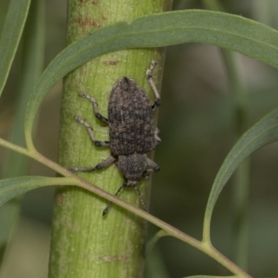 Rhinaria sp. (genus) (Unidentified Rhinaria weevil) at Hawker, ACT - 20 Nov 2020 by AlisonMilton