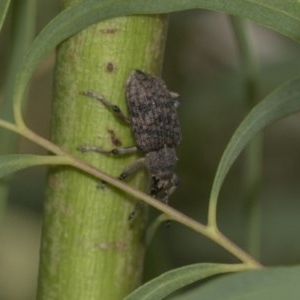 Rhinaria sp. (genus) at Hawker, ACT - 21 Nov 2020