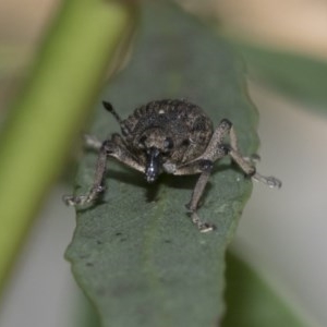 Rhinaria sp. (genus) at Hawker, ACT - 21 Nov 2020