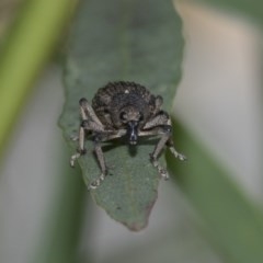 Rhinaria sp. (genus) at Hawker, ACT - 21 Nov 2020