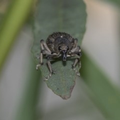 Rhinaria sp. (genus) at Hawker, ACT - 21 Nov 2020