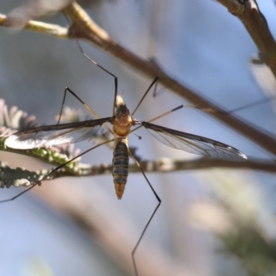 Leptotarsus (Leptotarsus) sp.(genus) (A Crane Fly) at Forde, ACT - 7 Nov 2020 by AlisonMilton