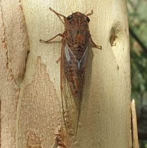 Yoyetta denisoni at Acton, ACT - 3 Dec 2020 03:43 PM