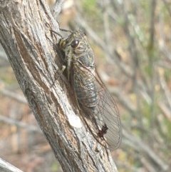 Galanga labeculata (Double-spotted cicada) at O'Connor, ACT - 3 Dec 2020 by LD12