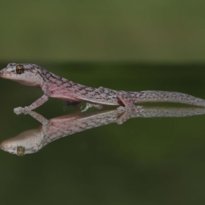 Christinus marmoratus (Southern Marbled Gecko) at Evatt, ACT - 3 Dec 2020 by TimL