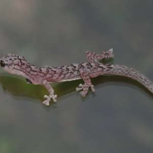 Christinus marmoratus at Evatt, ACT - 3 Dec 2020