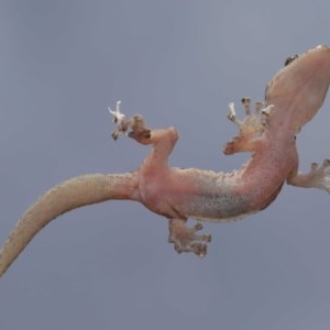 Christinus marmoratus at Evatt, ACT - 3 Dec 2020