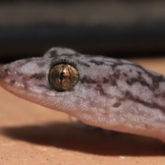 Christinus marmoratus at Evatt, ACT - 3 Dec 2020 04:25 PM