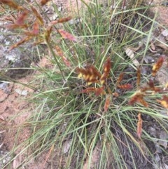 Sorghum leiocladum (Wild Sorghum) at Hughes, ACT - 3 Dec 2020 by Tapirlord