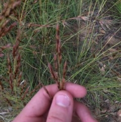 Sorghum leiocladum at Hughes, ACT - 3 Dec 2020