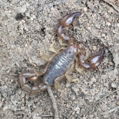 Urodacus manicatus (Black Rock Scorpion) at Red Hill to Yarralumla Creek - 3 Dec 2020 by Tapirlord