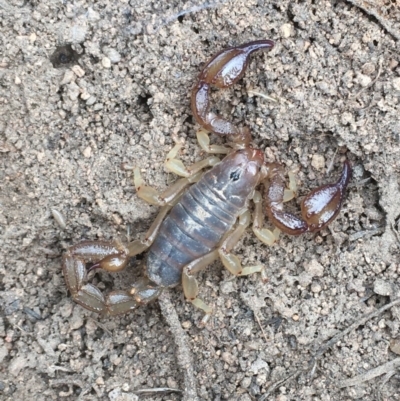 Urodacus manicatus (Black Rock Scorpion) at Hughes, ACT - 3 Dec 2020 by Tapirlord