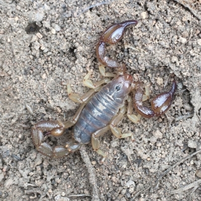 Urodacus manicatus (Black Rock Scorpion) at Hughes Garran Woodland - 3 Dec 2020 by Tapirlord