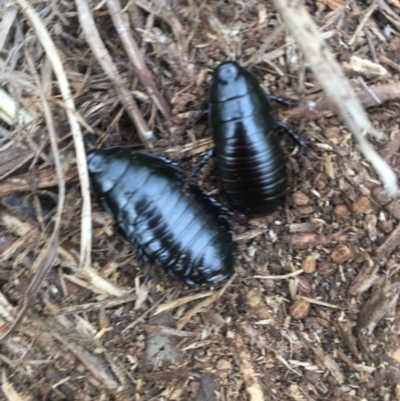Panesthia australis (Common wood cockroach) at Hughes Garran Woodland - 3 Dec 2020 by Tapirlord