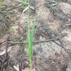 Panicum effusum (Hairy Panic Grass) at Hughes, ACT - 3 Dec 2020 by Tapirlord