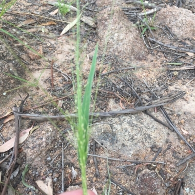 Panicum effusum (Hairy Panic Grass) at Red Hill to Yarralumla Creek - 3 Dec 2020 by Tapirlord