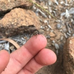 Cubicorhynchus maculatus (Spotted ground weevil) at Hughes, ACT - 3 Dec 2020 by Tapirlord