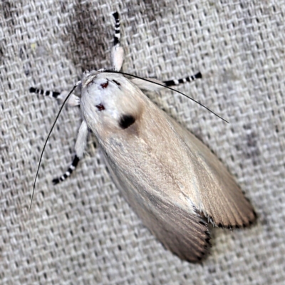 Cryptophasa sp. nr balteata (A Gelechioid moth) at O'Connor, ACT - 3 Dec 2020 by ibaird
