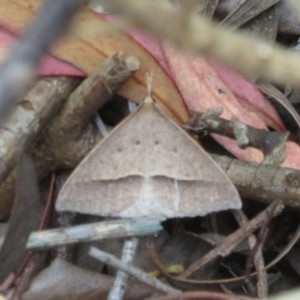 Epidesmia hypenaria at Flynn, ACT - 3 Dec 2020