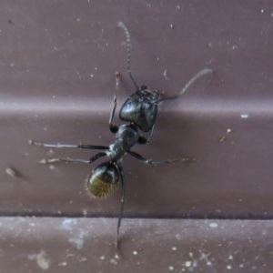Camponotus aeneopilosus at Flynn, ACT - 3 Dec 2020