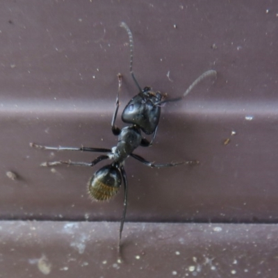 Camponotus aeneopilosus (A Golden-tailed sugar ant) at Flynn, ACT - 3 Dec 2020 by Christine