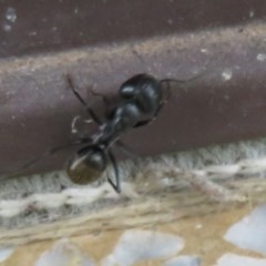 Camponotus aeneopilosus at Flynn, ACT - 3 Dec 2020