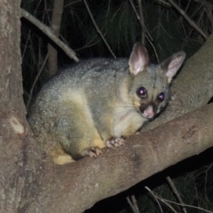 Trichosurus vulpecula at Gordon, ACT - 2 Dec 2020 08:29 PM