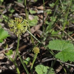 Hydrocotyle laxiflora (Stinking Pennywort) at Conder, ACT - 3 Nov 2020 by MichaelBedingfield