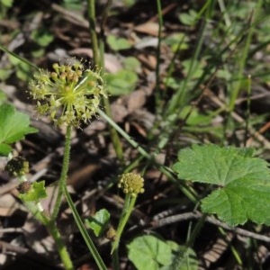 Hydrocotyle laxiflora at Conder, ACT - 3 Nov 2020