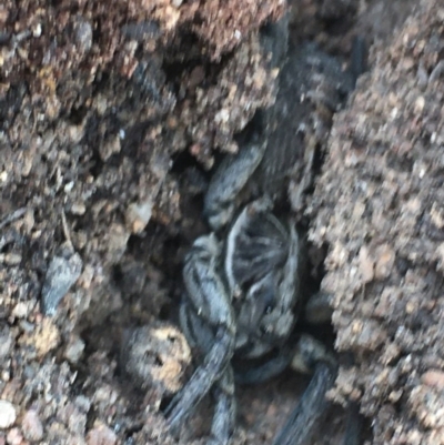 Tasmanicosa sp. (genus) (Unidentified Tasmanicosa wolf spider) at Red Hill to Yarralumla Creek - 3 Dec 2020 by Tapirlord