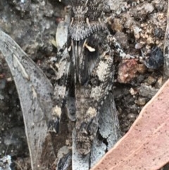 Pycnostictus sp. (genus) (A bandwing grasshopper) at Hughes Garran Woodland - 3 Dec 2020 by Tapirlord