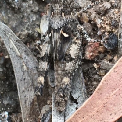 Pycnostictus sp. (genus) (A bandwing grasshopper) at Hughes Garran Woodland - 3 Dec 2020 by Tapirlord