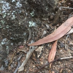 Pycnostictus sp. (genus) at Hughes, ACT - 3 Dec 2020