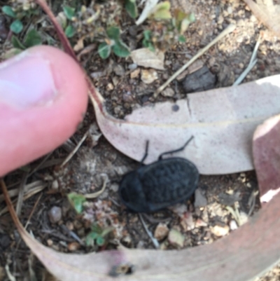 Helea ovata (Pie-dish beetle) at Hughes Garran Woodland - 3 Dec 2020 by Tapirlord