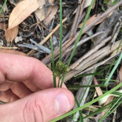Carex inversa (Knob Sedge) at Hughes Garran Woodland - 3 Dec 2020 by Tapirlord