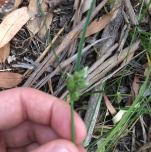 Carex inversa at Garran, ACT - 3 Dec 2020