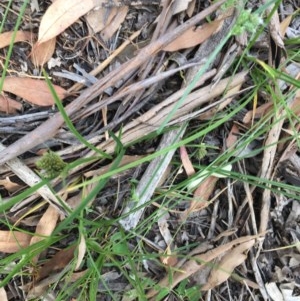 Carex inversa at Garran, ACT - 3 Dec 2020
