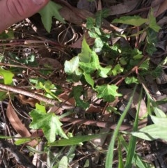 Hedera sp. (helix or hibernica) (Ivy) at Hughes Garran Woodland - 3 Dec 2020 by Tapirlord