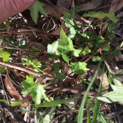 Hedera sp. (helix or hibernica) (Ivy) at Garran, ACT - 3 Dec 2020 by Tapirlord