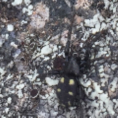 Eilica sp. (genus) (An Ant spider or Spotted ground spider) at Hughes Garran Woodland - 3 Dec 2020 by Tapirlord