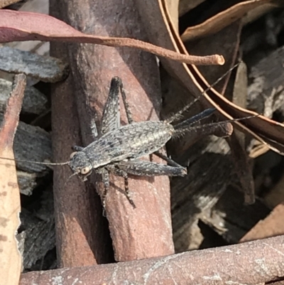 Eurepa marginipennis (Mottled bush cricket) at Bruce Ridge to Gossan Hill - 2 Dec 2020 by MattFox