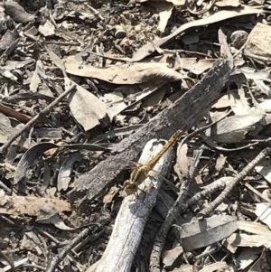 Diplacodes bipunctata at Bruce, ACT - 2 Dec 2020