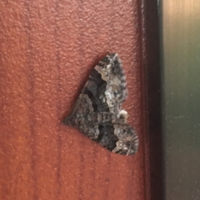 Epyaxa sodaliata (Sodaliata Moth, Clover Moth) at O'Connor, ACT - 28 Nov 2020 by Ned_Johnston