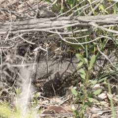 Varanus rosenbergi (Heath or Rosenberg's Monitor) at Tennent, ACT - 2 Dec 2020 by DerekC