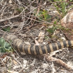 Varanus rosenbergi at Tennent, ACT - suppressed