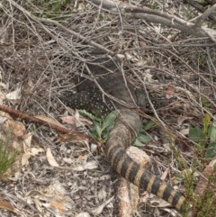 Varanus rosenbergi at Tennent, ACT - suppressed