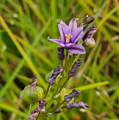 Caesia calliantha (Blue Grass-lily) at Gundaroo, NSW - 2 Dec 2020 by Gunyijan