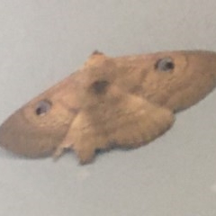 Dasypodia selenophora (Southern old lady moth) at Sullivans Creek, Lyneham South - 26 Nov 2020 by Ned_Johnston